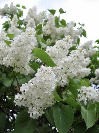 Лиственные кустарники