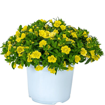 Калибрахоа ампельная	"Aloha Doublt yellow" 0,5Л