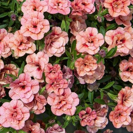 Калибрахоа ампельная	"Aloha Double Apricot" 0,5Л
