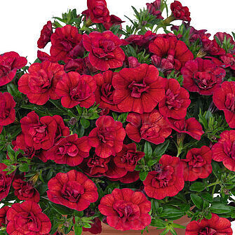 Калибрахоа ампельная "Aloha Double Red" 0,5Л