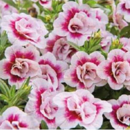 Калибрахоа ампельная "Pink Bicolor" 0,5Л