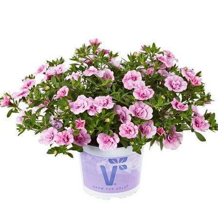 Калибрахоа ампельная "Calita Double Pink" 0,5Л