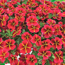 Калибрахоа ампельная "Colibri Exotic Red Bling" 0,5Л