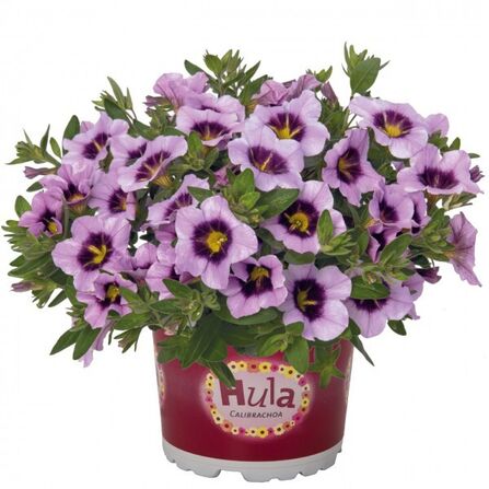 Калибрахоа ампельная в кашпо "Hula lavander"