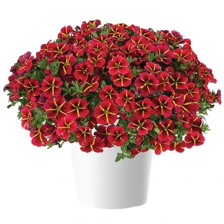 Калибрахоа ампельная в кашпо "Colibri Exotic Red Bling"