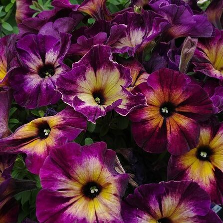 Петуния ампельная "Crazytunia Moonstruck" 0,5Л