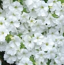 Петуния ампельная "FanFare White" 0,5Л