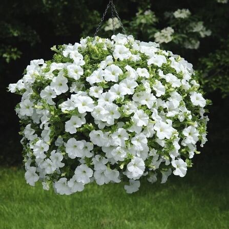 Петуния ампельная в кашпо "FanFare White"