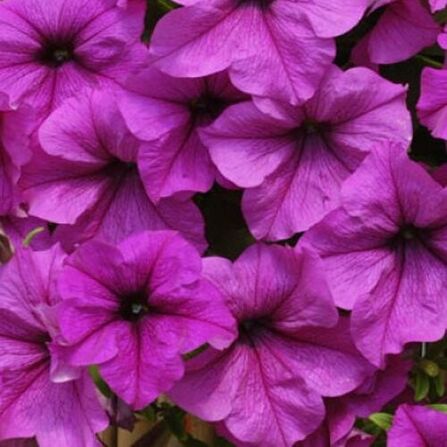 Петуния ампельная "FanFare Lavender" 0,5Л