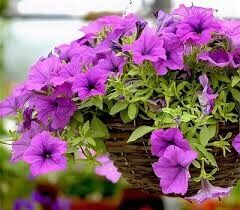 Петуния ампельная в кашпо "FanFare Lavender"
