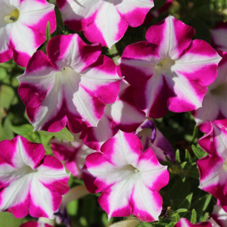 Петуния ампельная "Blanket Rose Star" 0,5Л