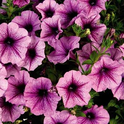 Петуния ампельная "Cascadias Purple ice" 0,5Л