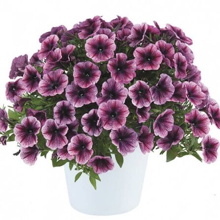 Петуния ампельная в кашпо "Cascadias Purple ice"