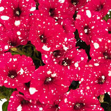 Петуния ампельная "Surprise Sparkling Red Sky" 0,5Л