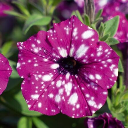 Петуния ампельная "Sky Electric Purple" 0,5Л