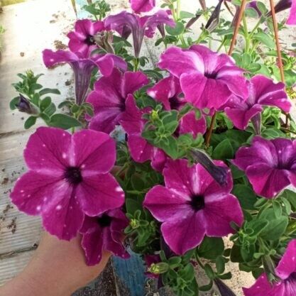 Петуния ампельная в кашпо "Sky Electric Purple"