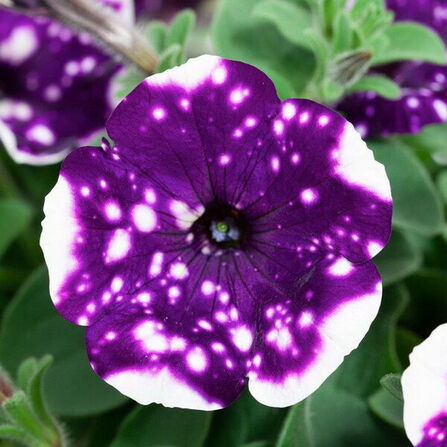 Петуния ампельная "Splash dance Purple polka" 0,5Л