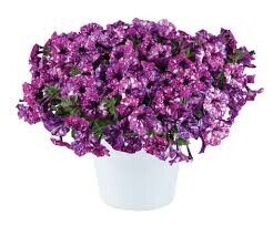 Петуния ампельная в кашпо "Splash dance Purple polka"