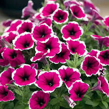 Петуния полуампельная "Capella Rim Fucsia" 0,5Л