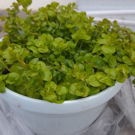 Вербейник монетчатый в кашпо (Lysimachia nummularia)