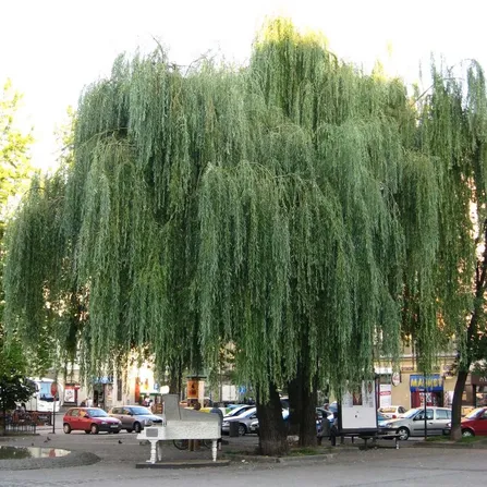 Ива Белая (плакучая) Salix alba С3
