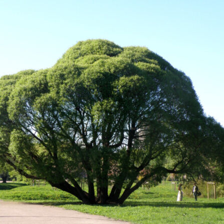 Ива ломкая Salix fragilis С10