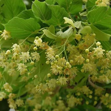Липа мелколистная Tilia cordata С2
