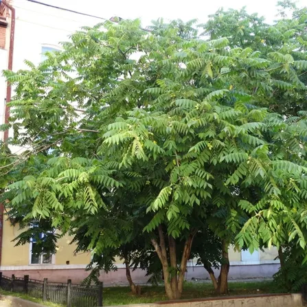 Орех маньчжурский (Júglans mandshúrica) С2