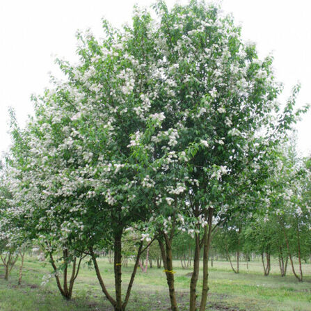 Черемуха Маака Prunus Maackii C5