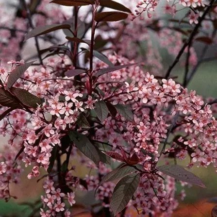 Черемуха обыкновенная "Колората" Prunus padus Colorata C5