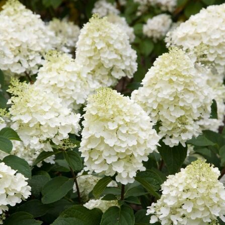 Гортензия метельчатая Сильвер Доллар С2/3 (Hydrangea paniculata Silver Dollar)