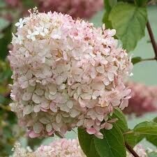 Гортензия метельчатая Фантом С2/3 (Hydrangea paniculata Phantom)