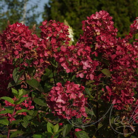 Гортензия метельчатая Даймонд Руж С2/3 Hydrangea paniculata "Diamant Rouge rendia"