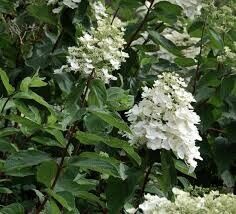 Гортензия метельчатая Киушу С2/3 (Hydrangea paniculata Kyushu)
