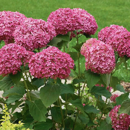 Гортензия древовидная Руби Аннабель С2/3 (Hydrangea arborescens "Ruby Annabelle")