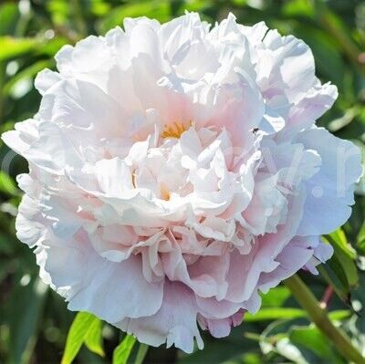 Пион молочноцветковый Paeonia lactiflora "Gardenia" С5