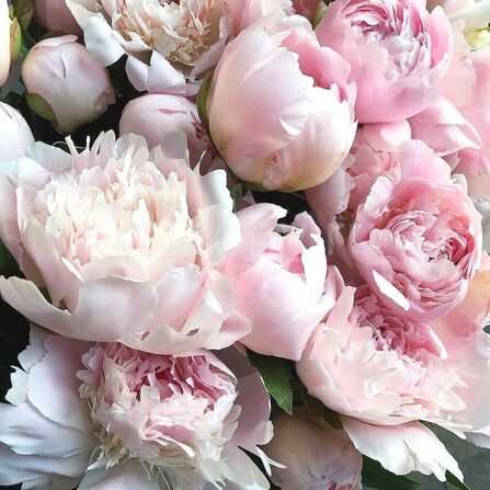 Пион молочноцветковый Paeonia Lactiflora "Alertie" С5
