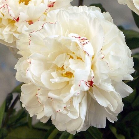 Пион молочноцветковый Paeonia Lactiflora "Boule de Neige" С5