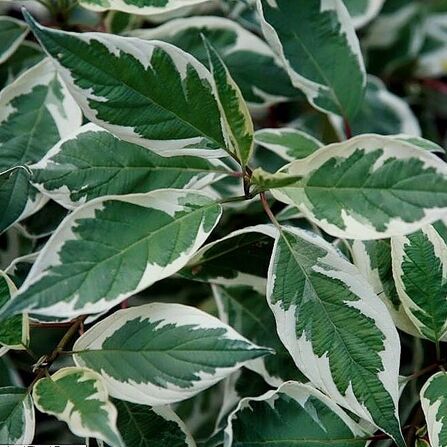 Дерен белый Cornus alba "Ivory Halo" С2/3, h=30-50