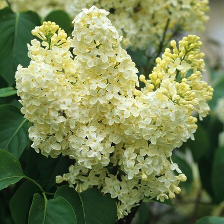 Сирень обыкновенная Syringa vulgaris "Primrose" С2/3, h=25-50