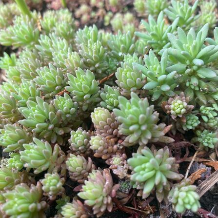 Седум (Очиток) "Толстолистный" Sedum pachyphyllum