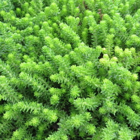Седум (Очиток) "Шестигранный" Sedum sexangulare