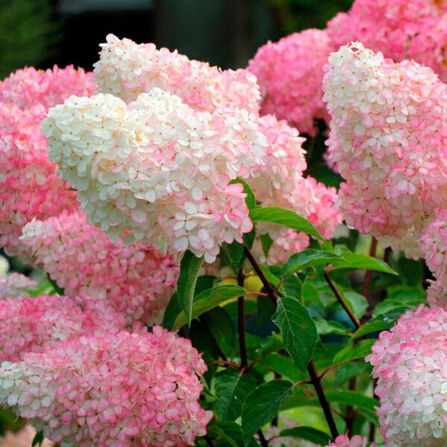 Гортензия метельчатая Ванила Фрайз неукорененная (Hydrangea paniculata) Vanille Fraise