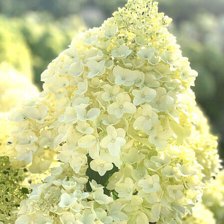 Гортензия метельчатая Лайм Лайт неукорененная (Hydrangea paniculata) Limelight