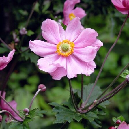 Анемона гибридная Anemone hybride "Lorelei" С2/3