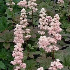 Роджерсия Rodgersia pinnata "Elegans" C2/3