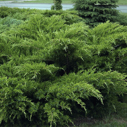 Можжевельник Минт Джулеп (пфитцериана) (Juniperus pfitzeriana Mint Julep) С40