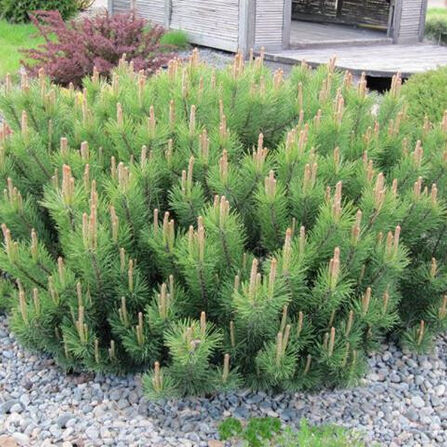Сосна горная Мугус С40 (Pinus Mugo Mughus)
