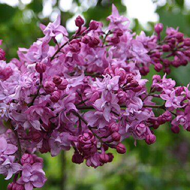 Сирень обыкновенная Syringa vulgaris "Olimpiada Kolesnikova" С2/3