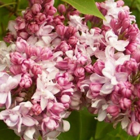 Сирень обыкновенная Syringa vulgaris "Marshal Bagramyan" С2/3